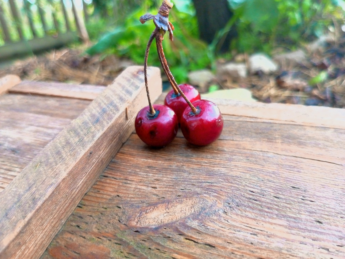 Испорченная вишня. Фото автора.