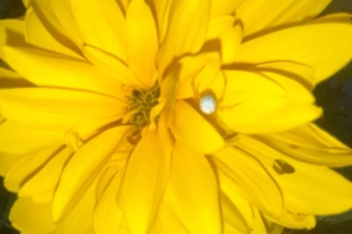    Арахнолог рассказал, обитает ли в Тульской области паук каракурт