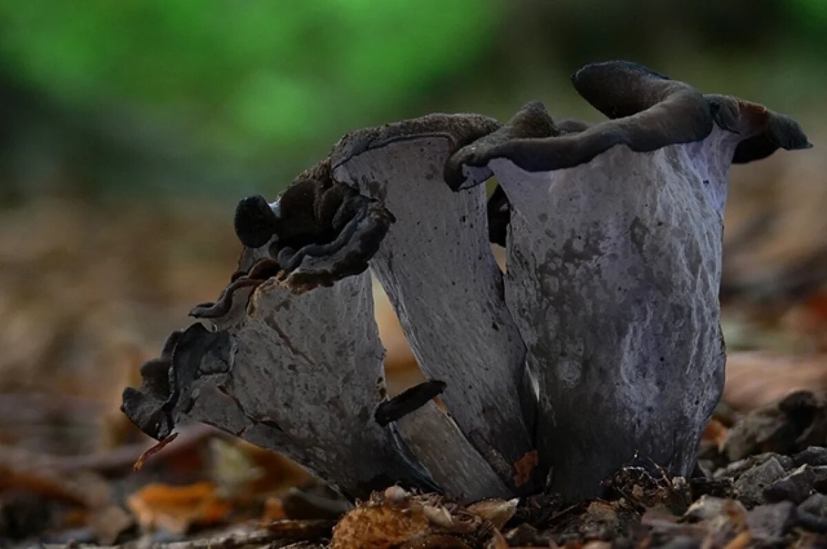    Диетолог Ромашина объяснила, чем полезны чёрные лисички и как их готовить