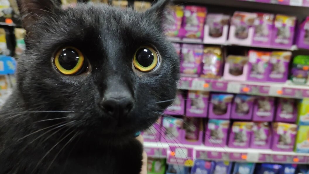    Фото: Царьград. Олег Рукавицын