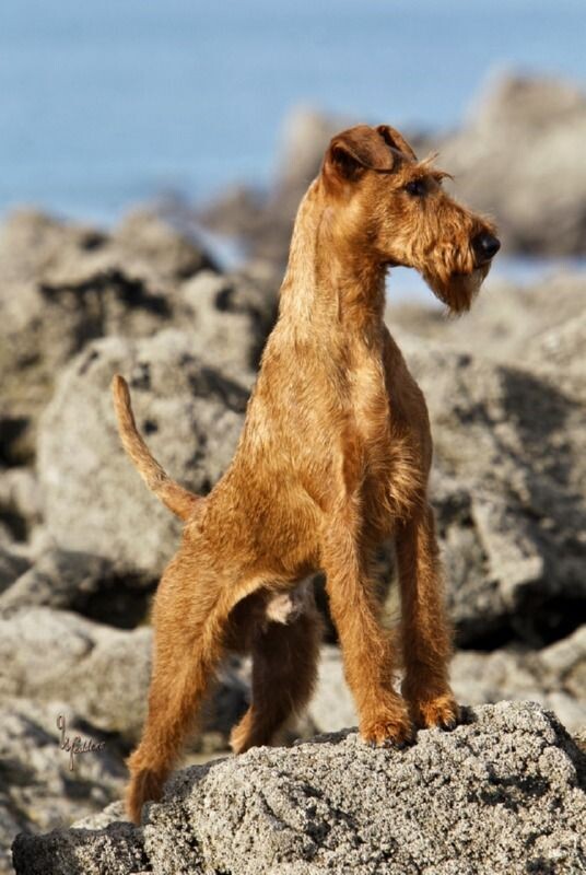 Бобик-островитянин!