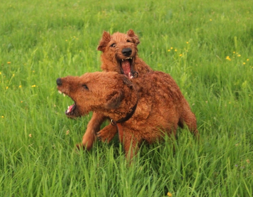 А верхний на этом изображении-Тузик, брат Бобика!