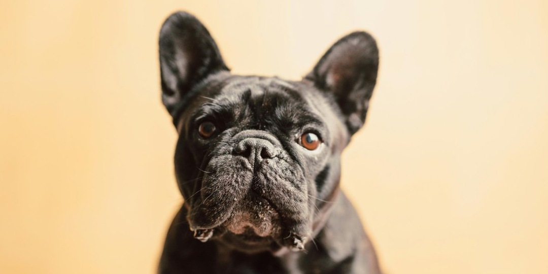 Всего несколько минут: 7 микропривычек для здоровья собаки