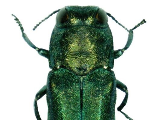    Ясеневая изумрудная златка // фото: Авторство: Pennsylvania Department of Conservation and Natural Resources - Forestry Archive. Forestry Images, CC BY 3.0, commons.ruwiki.ru