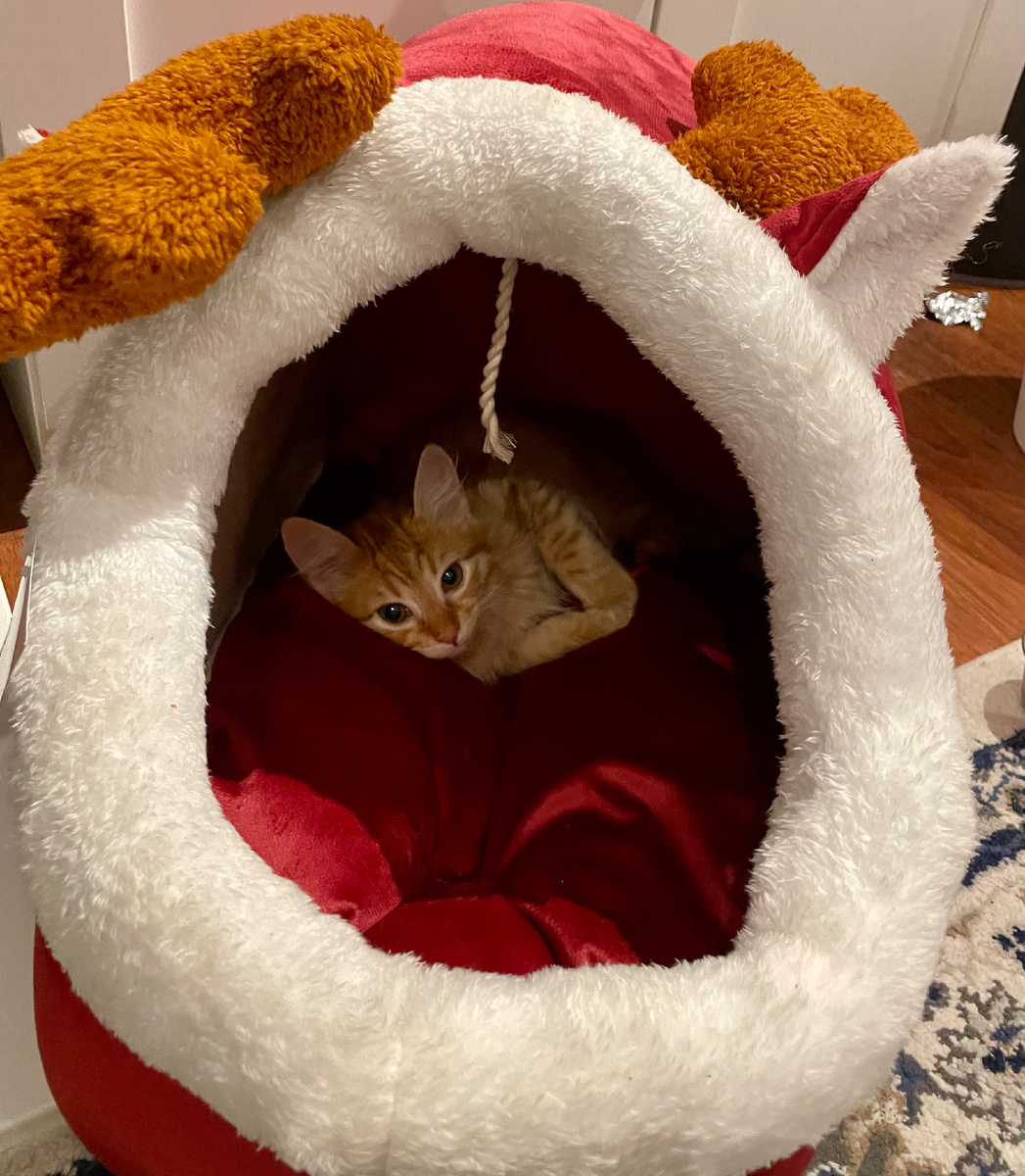 Первый день Луффи в новой семье