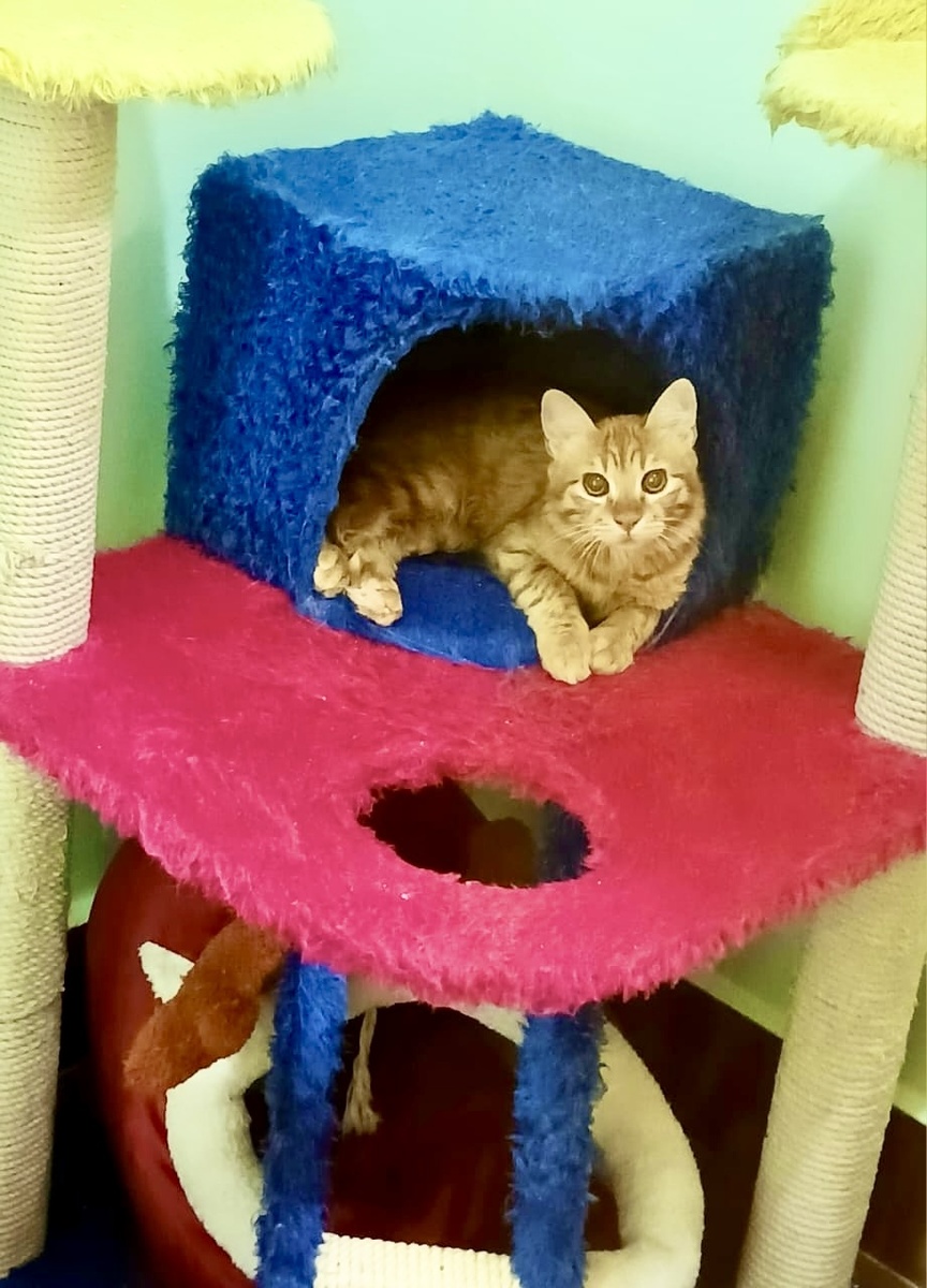 Луффи отдыхает в своем номере