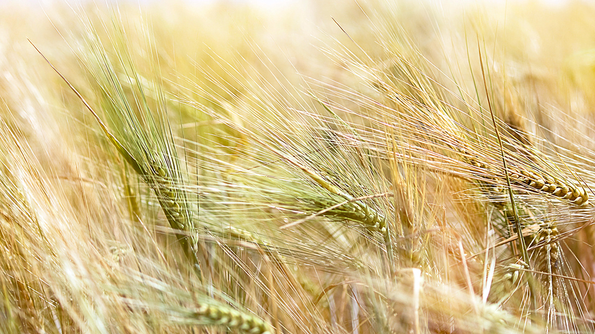 LarisaL / Getty Images