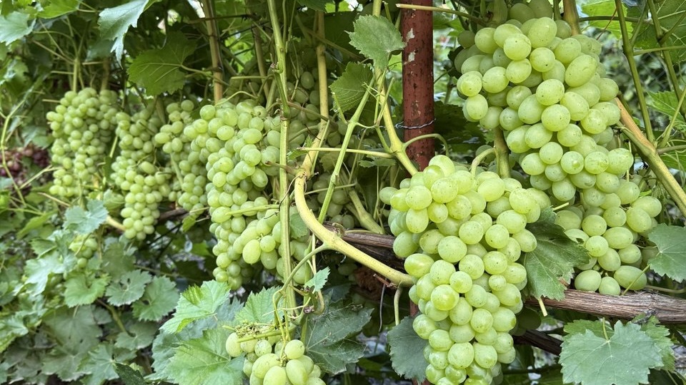 Агротехнические приемы для ускорения созревания ягод и виноградной лозы