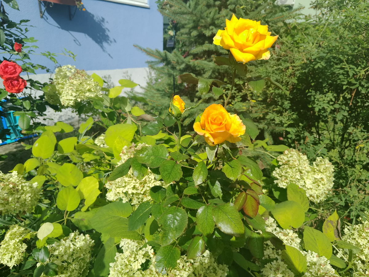 Фото автора, мои розы