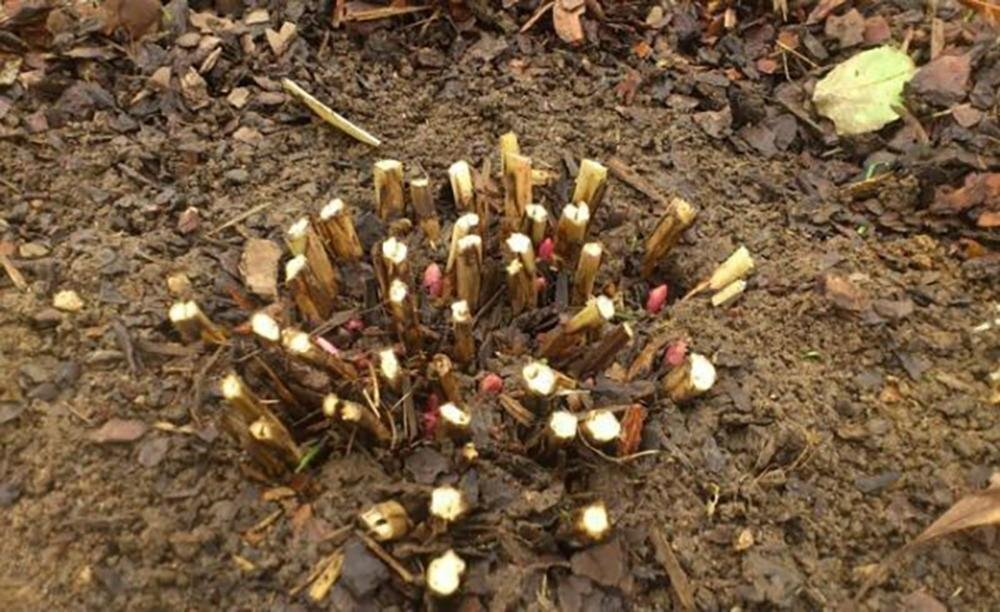 Пионы травянистые. Источник фото: https://playbookpro.ru/photo/kogda-srezat-pioniy-osenyu