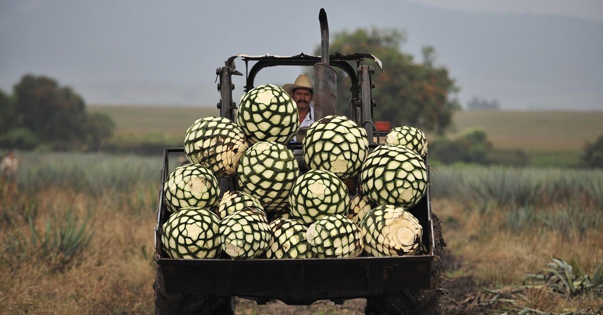 С испанского пинья переводится как «шишка» - схожесть неоспорима!