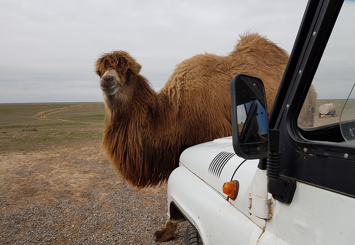 Верблюд в заповеднике «Черные земли». Фото: Елена Харо
