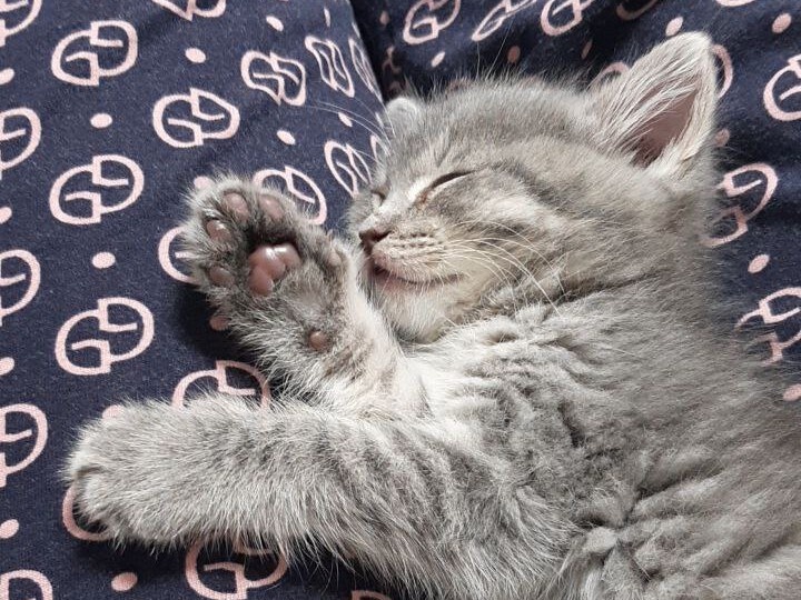 Весной этого года родители завели котёнка, назвали Мишей