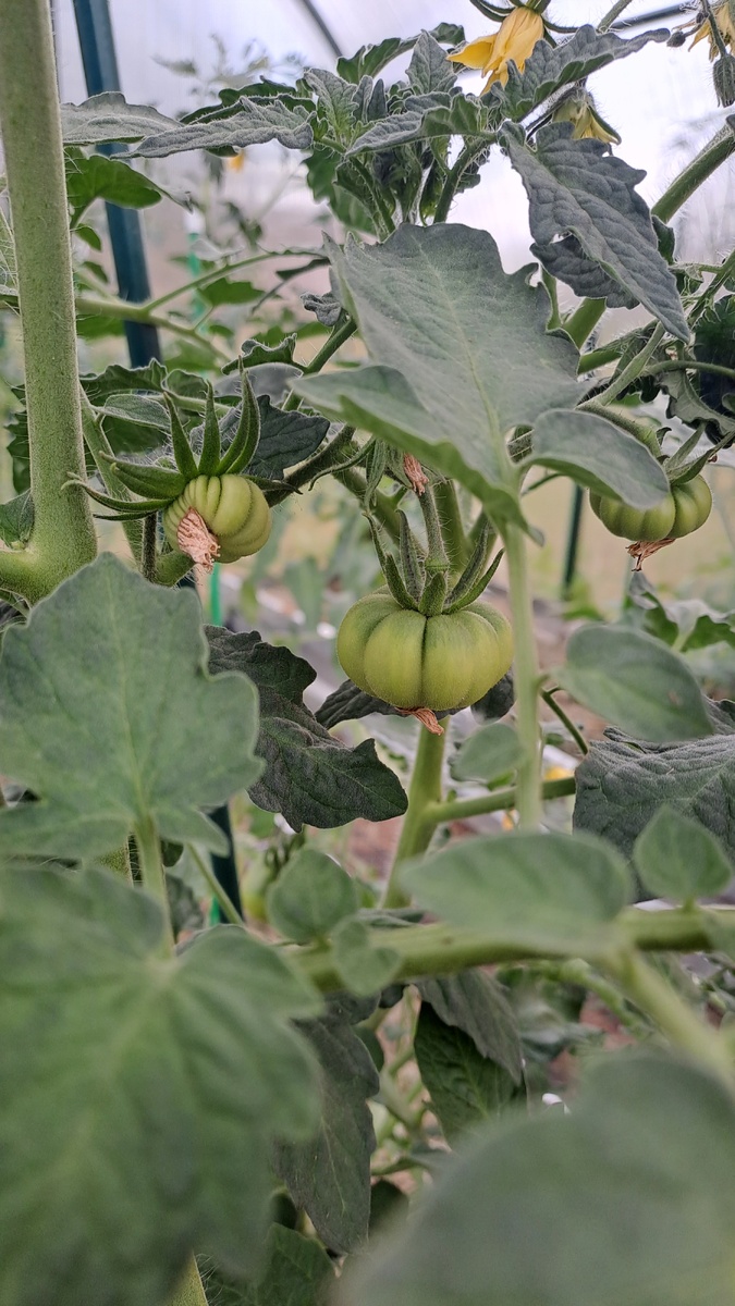 Одни из первых завязей (здесь и далее все фото автора)