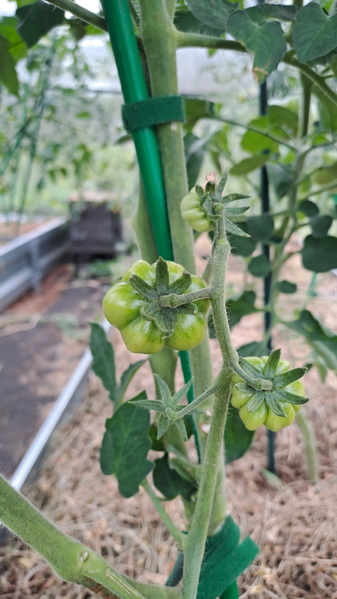 Вот такие небольшие помидорки тоже краснели, висели как маленькие конфетки 
