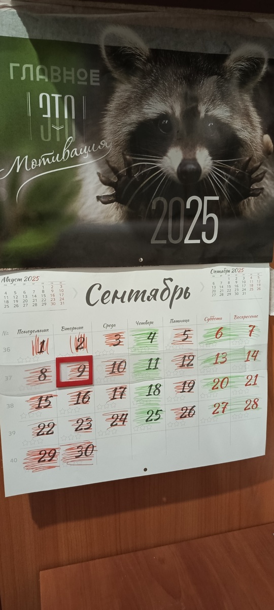 Енотик там неспроста , у товарища какая-то особая любовь к ним💖