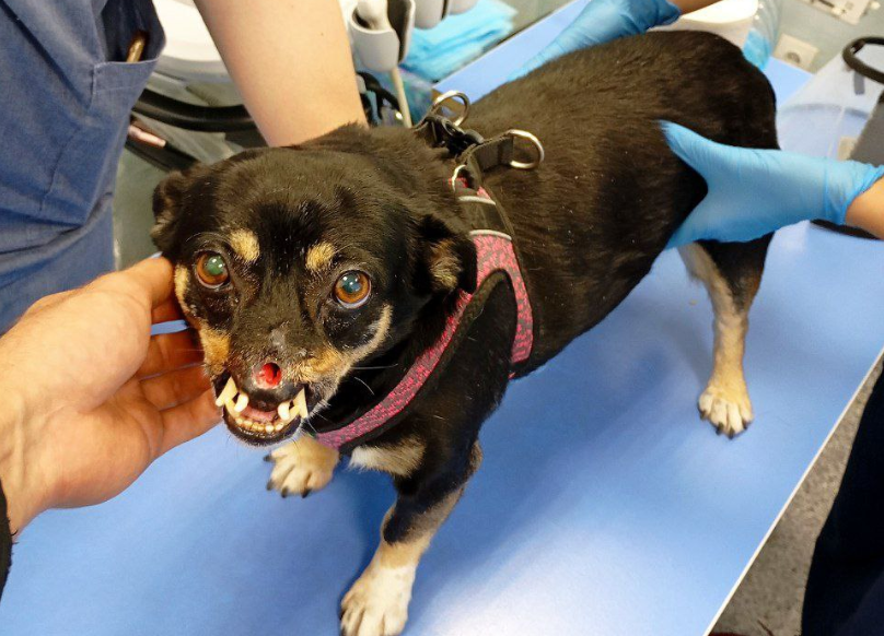     Фото: телеграм-канал «Реабилитация Моти» / t.me/motya_dom