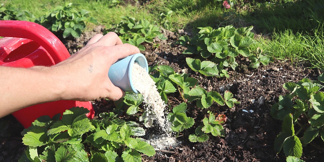 Сделайте это с клубникой осенью в сентябре - октябре для большого урожая ягод в следующем году.