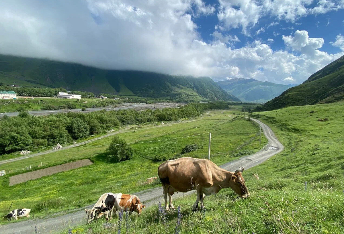 Это я, направляясь в Тбилиси по Военно-Грузинской дороге, остановилась в посёлке Степанцминда: корова справа погналась за мной и чуть не забодала. Остерегайтесь коров!