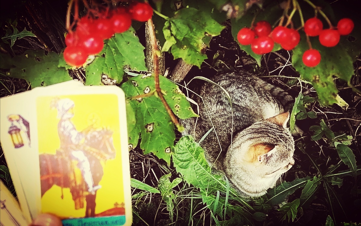 А котик покорно ждёт моей ласки😘 у калины... 