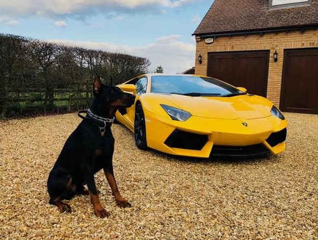 Собака – это хобби, имущество или образ жизни, привычка?