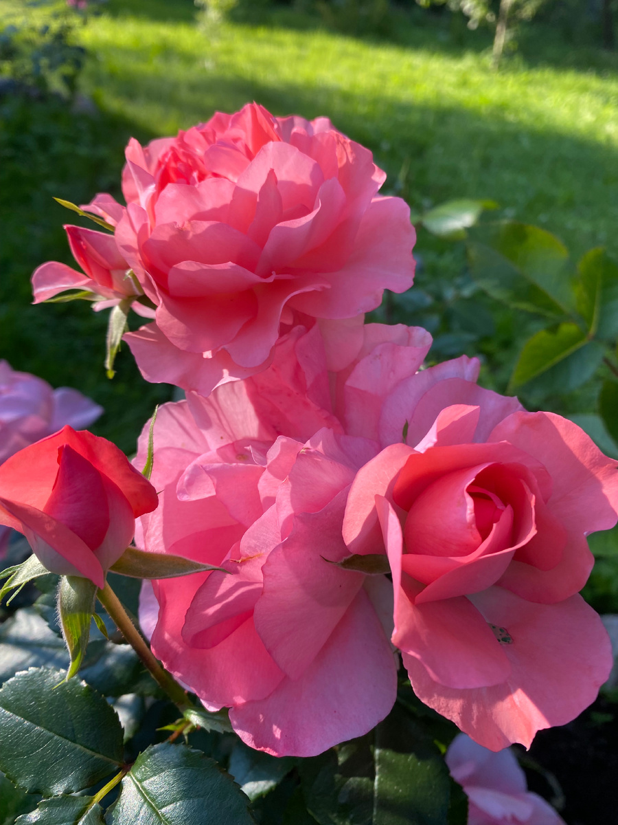 Цветет Жардин де франс каким то невероятным неоновым цветом. 