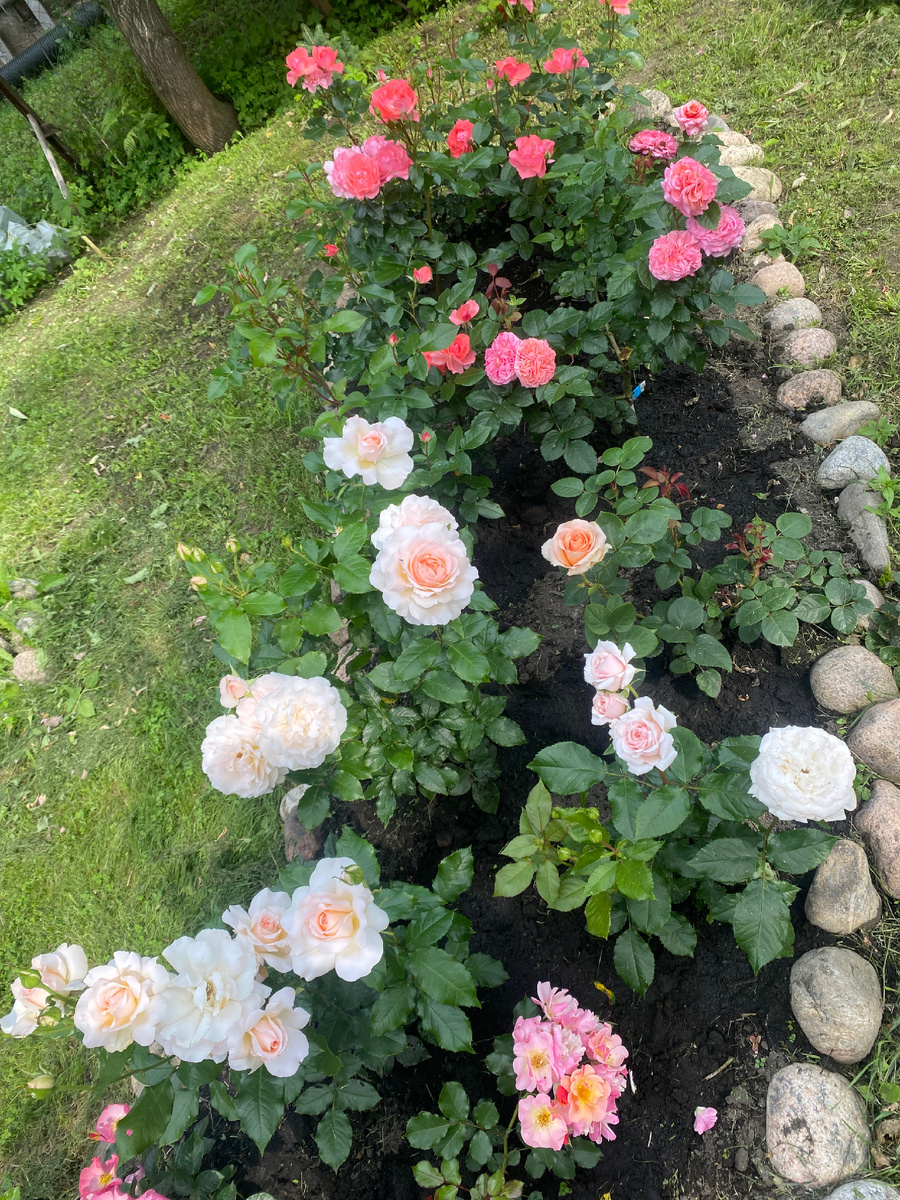 Посажены у меня с чандос бьюти и другими чайниками .