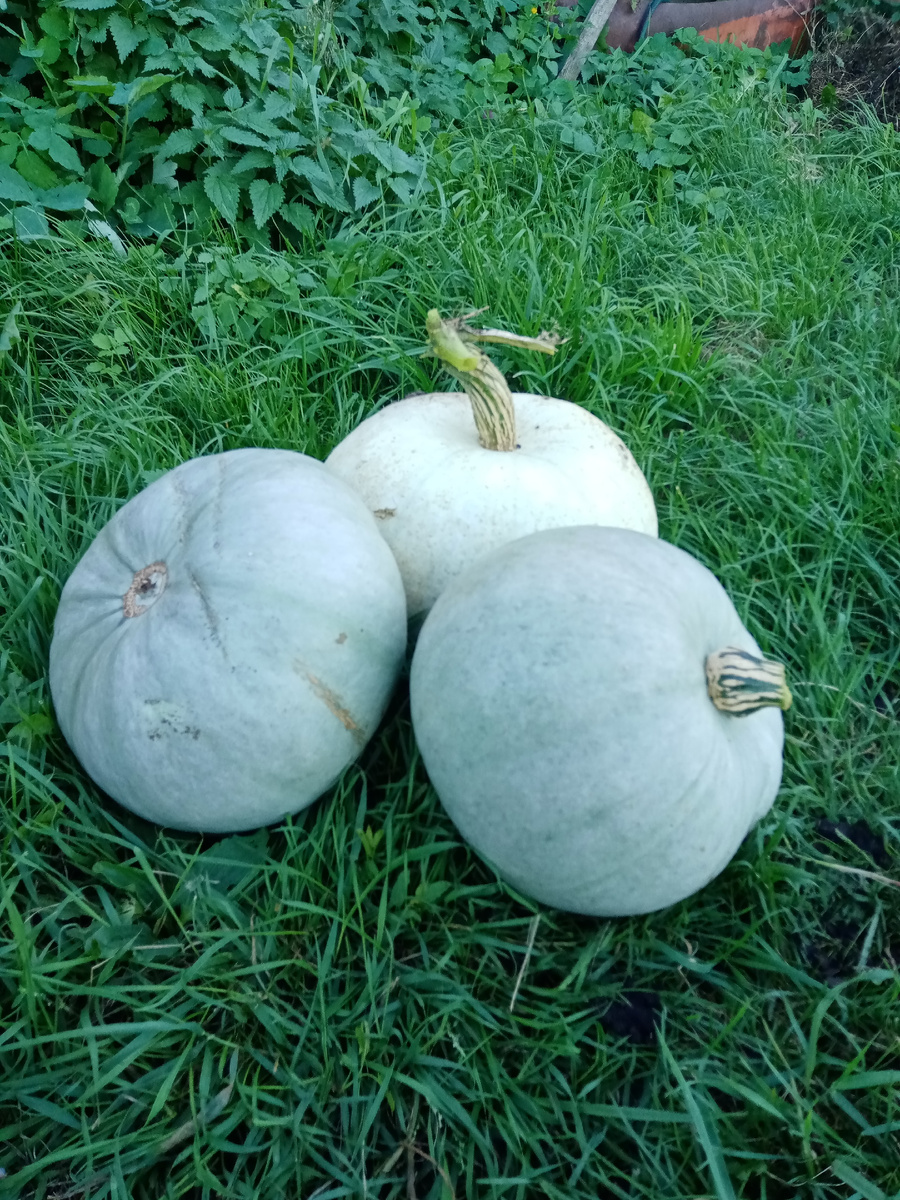 Тыква сорта "Волжская серая" 