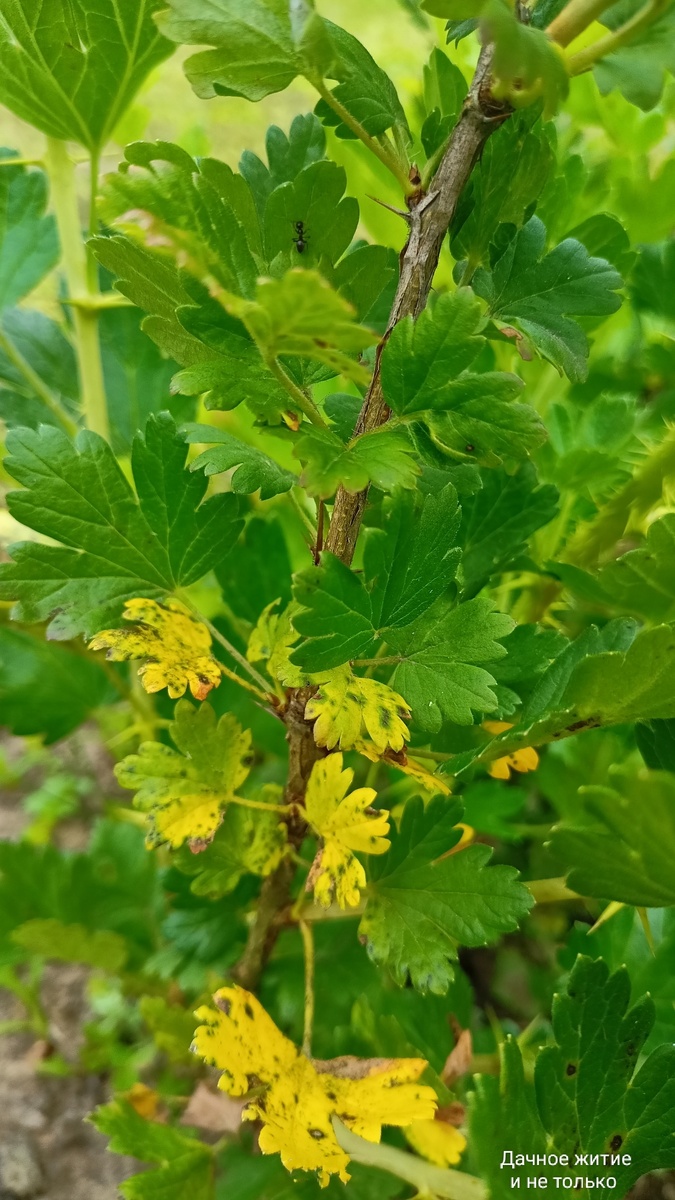 Листья поражённые грибком