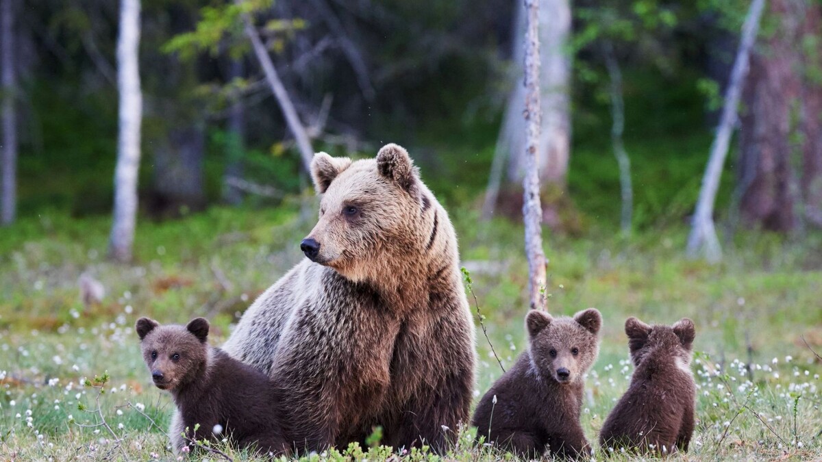    Фото: ArCaLu/Shutterstock/Fotodom