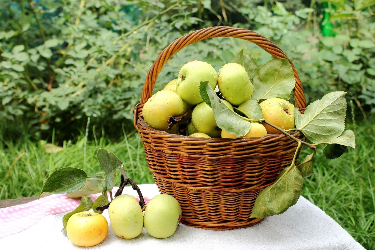 Урожай яблок