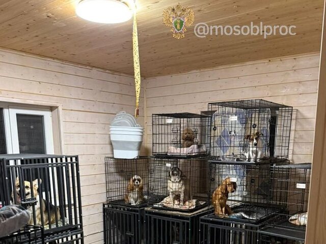    Фото: телеграм-канал "Прокуратура Московской области"