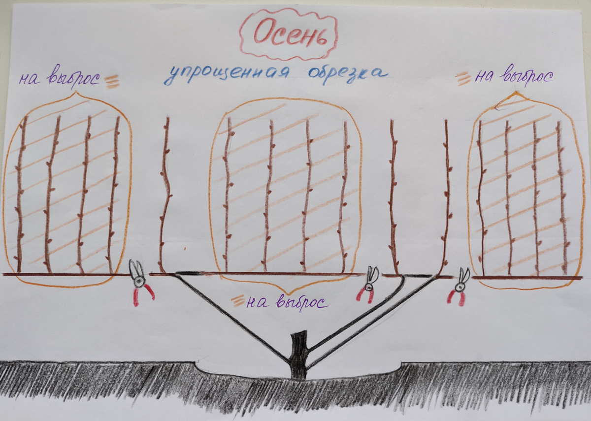 Вариант упрощенной осенней обрезки молодого куста винограда 