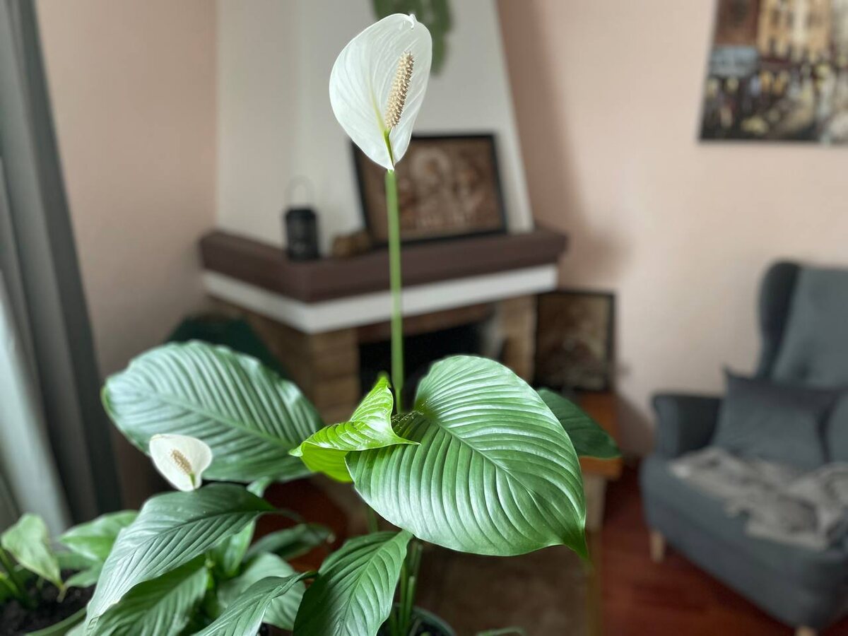 Спатифиллум на фитильном поливе растет полгода. Фото автора