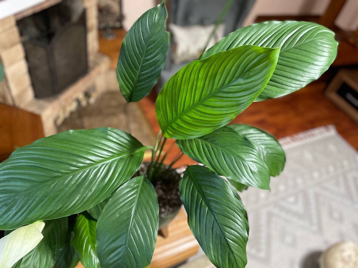 Спатифиллум. Фото автора