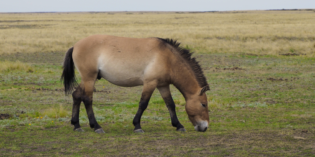 Как удалось спасти лошадь Пржевальского от вымирания