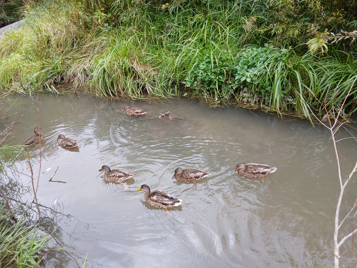 Река Уинка, Пермь.
