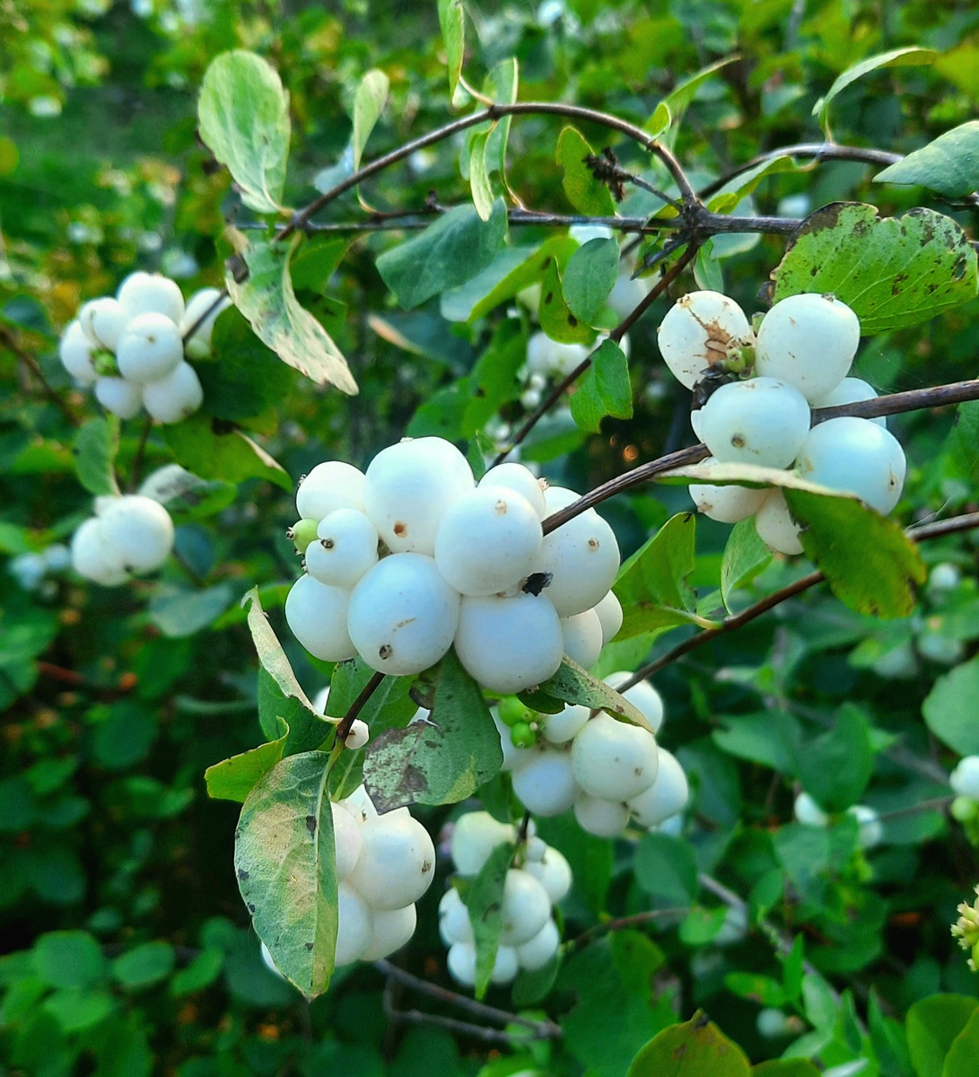 Фото автора. Только листья у него уже некрасивые - придётся общипать.