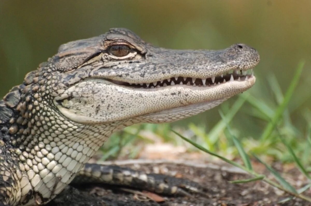    Следователи начали проверку после пожара на крокодиловой ферме в Ейске