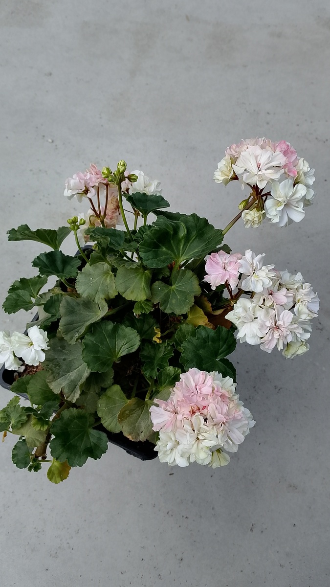 Цветёт обильно, соцветия держатся долго. 