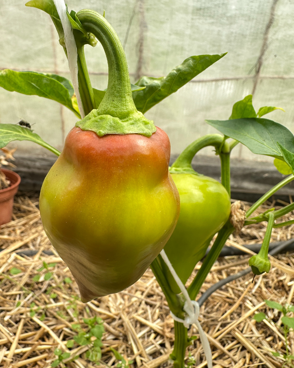 ‘Леся’ созревает. Фотографии в тексте мои.