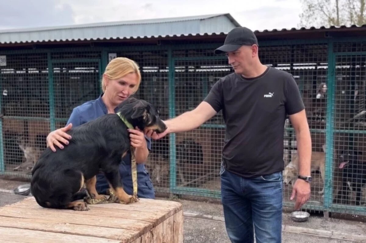    Во Владикавказе чиновники по призыву Меняйло забирают собак из приюта