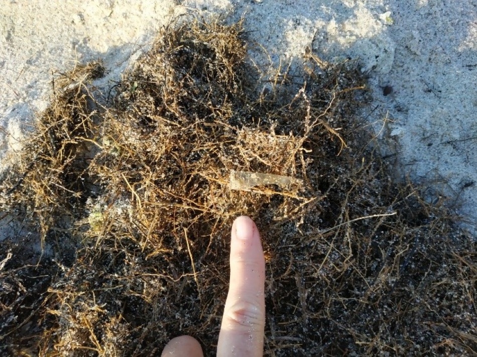 Водная растительность эффективно удерживает частицы пластика. Источник: И.П. Чубаренко