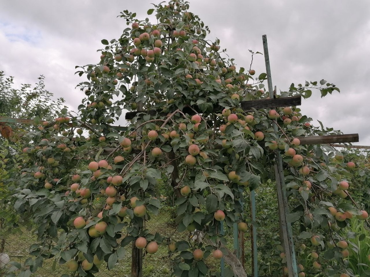 урожай яблок