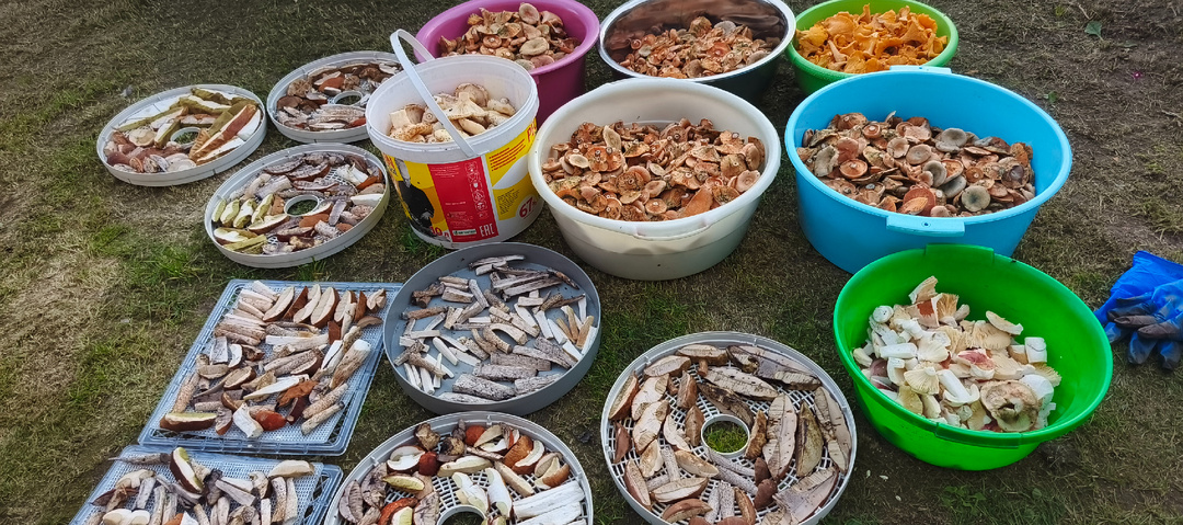 Выкопали картошку , собрали ягоды .