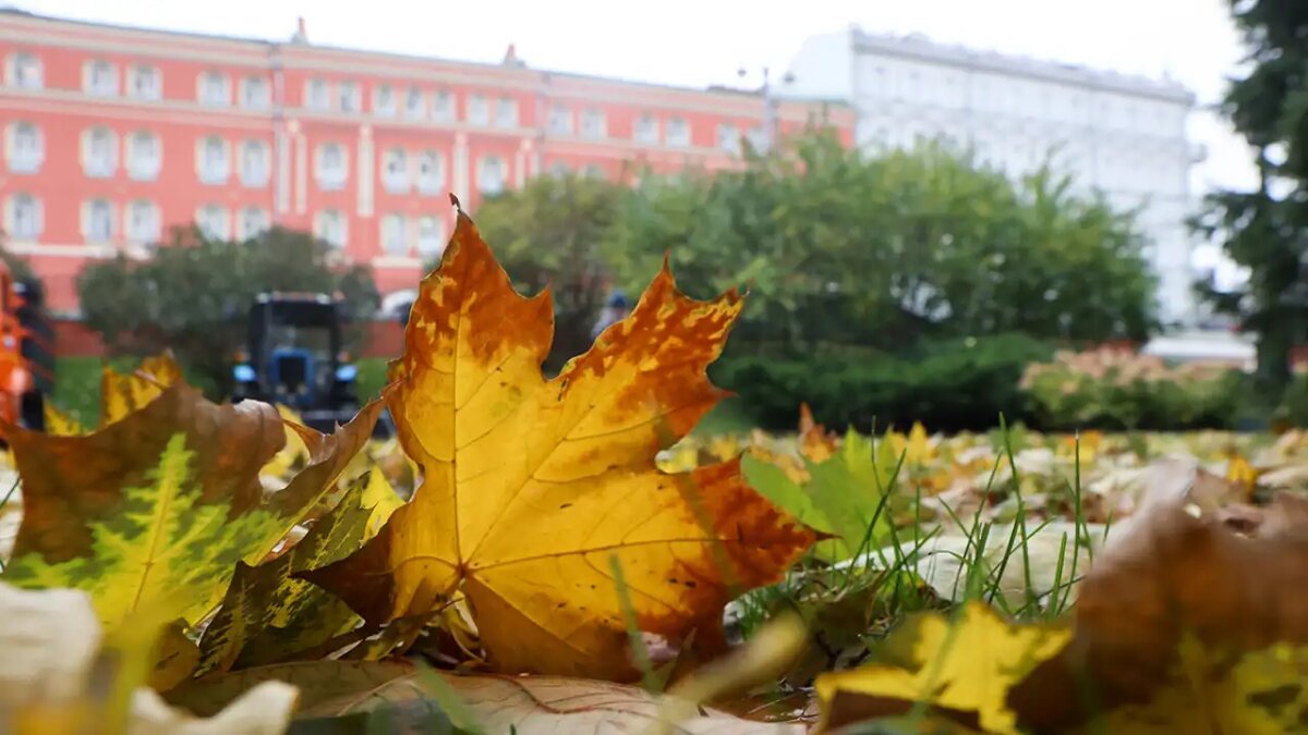    Погода в Москве.