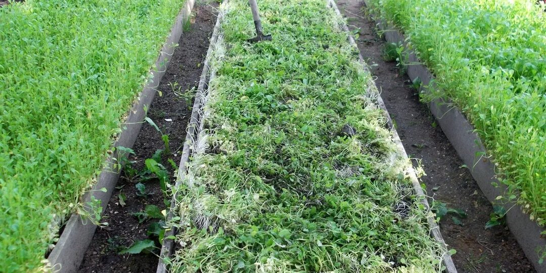 Сидераты осенью без ошибок: какой сидерат лучше выбрать, что сеять после каких культур и почему это работает