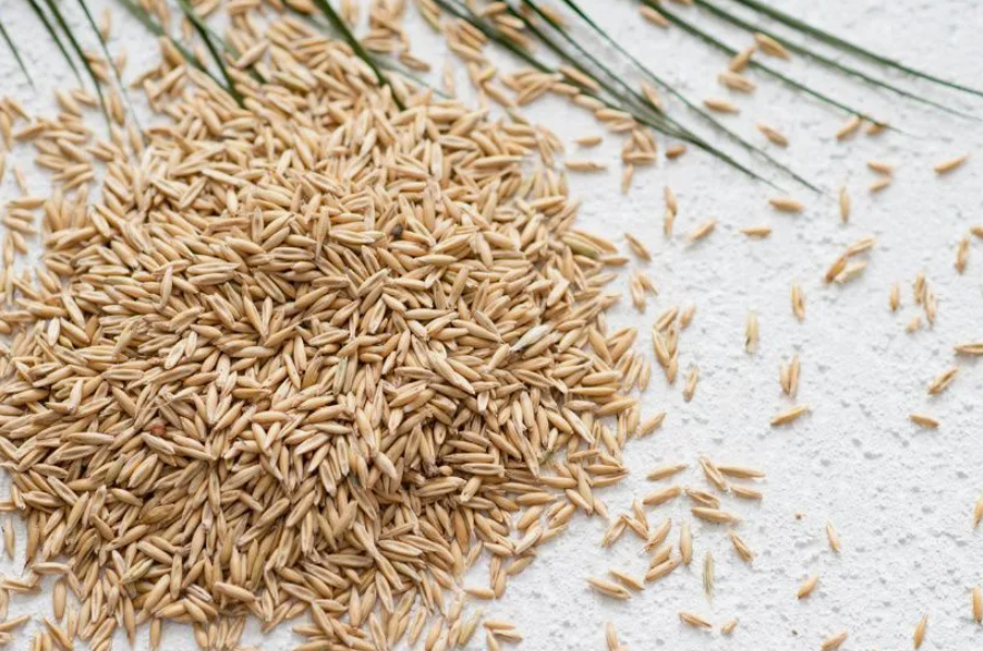 овес как сидерат осенью