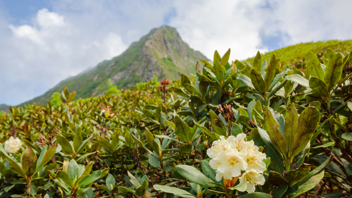 Рододендрон с белыми цветами на фоне горного пейзажа.