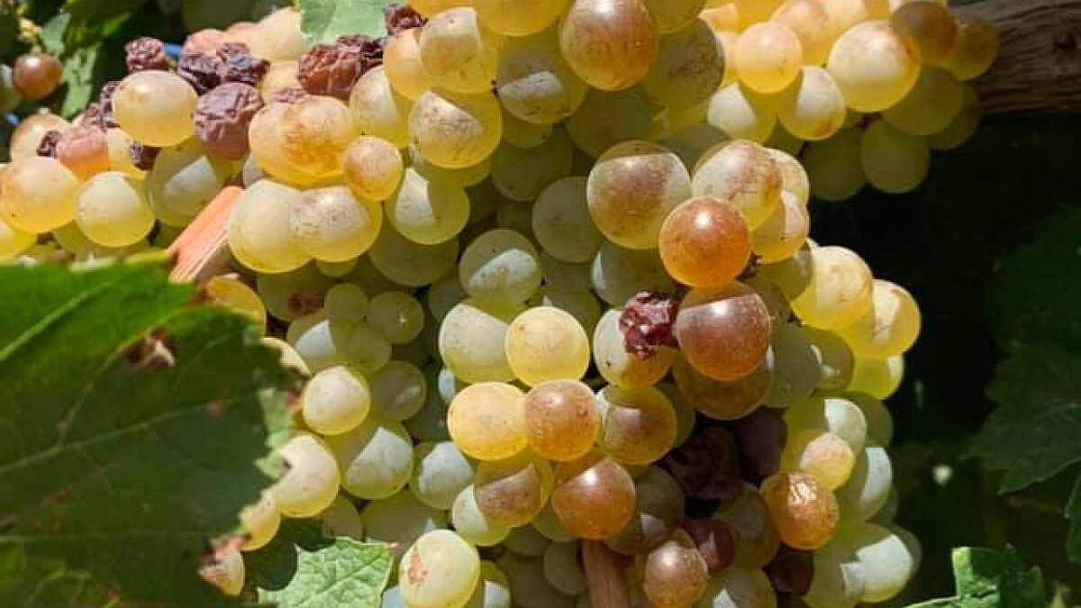    Фото: телеканал «Краснодар»